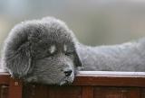 DOGUE DU TIBET 704